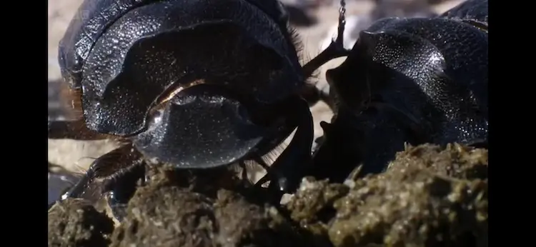 Dung-beetle sp. () as shown in Africa - Sahara